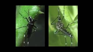 Diferencias generales entre el Aedes aegypti y Aedes albopictus [upl. by Niwde]