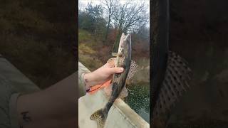 Sauger fishing November minnesota reeling them in [upl. by Hanley]