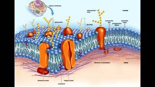 1 Cell biology  General introduction  Cell Organelles  Types Structure and their Functions شرح [upl. by Anaujahs362]