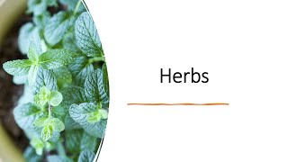 Herbs intro lobelia mentha thyme [upl. by Buzz517]