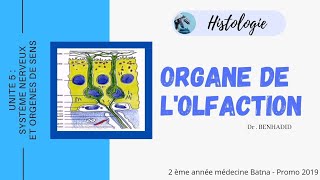 Organe dOlfaction Histologie [upl. by Nahraf]