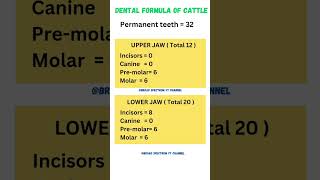 Dental formula of Cattle dentalformulaveterinaryquestions animalhusbandary veterinarydoctor [upl. by Fitzsimmons177]