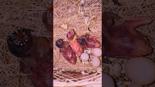 Gouldian Finch Baby P2 🥰viral shorts gouldianfinch nature [upl. by Panta452]