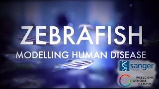 Zebrafish Modelling human disease  Sanger Institute [upl. by Kcorb634]