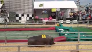 Potbelly Pig Race [upl. by Kare460]