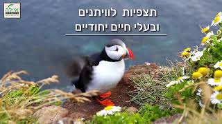 טיול מאורגן לאיסלנד איילה [upl. by Cirre]