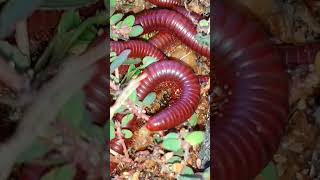 Top 5 Baby Millipede Care Blunders You Need to Fix Now 8 [upl. by Ermentrude]