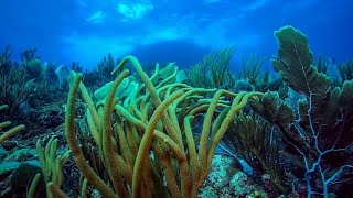 Curaçao Underwater Kunuku  The Suit Ocean Team  Nederlandse Versie [upl. by Cirre]