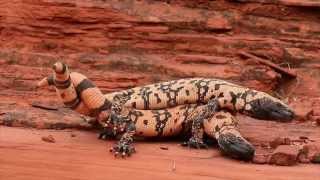 Epic Battle of Gila Monster vs Gila Monster in Southern Utah [upl. by Caesaria]