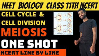 Meiosis  Cell cycle and cell division class 11th NEET  Ncert Line by Line [upl. by Ispep]