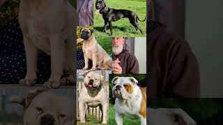 “OEB FORMULA” what makes an Olde English Bulldogge [upl. by Bari]