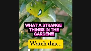 Unique Way from A Caterpillar🥰😂😍funny catterpillar funnyvideo funnyanimals youtubevideo [upl. by Esineg]