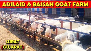 ADILAID amp BASSAN GOAT FARM SURAT GUJARAT [upl. by Olivia]