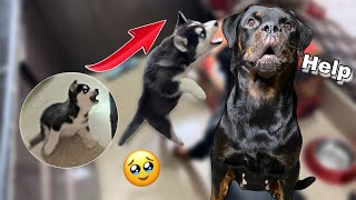 Sultan Attack on Roxy 😨🚨  dog can talk 284  cheeni ke puppy  Rottweiler Husky  Review Reloaded [upl. by Anig]