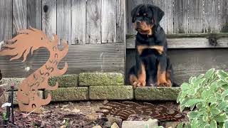 Samson And Delilah Puppy Looking Amazing Puppies Available [upl. by Sly235]