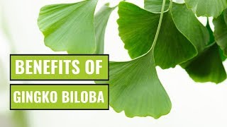 5 Possible Benefits of Ginkgo Biloba [upl. by Tnemelc184]