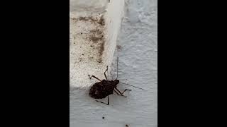 Brown marmorated stink bug insects nature [upl. by Nabalas]