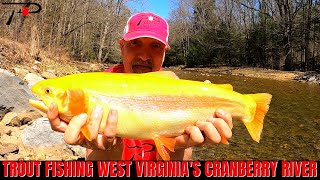 Trout Fishing West Virginias Cranberry River [upl. by Antony328]