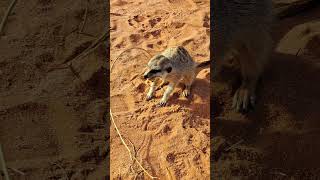 Wild Meerkats meerkat wildlife shorts unseenuniverse [upl. by Josepha321]