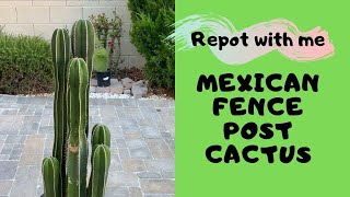 Let us Repot a Columnar Cactus Mexican Fence Post [upl. by Gaudette309]