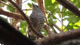 CANTO DA CHOCABARRADA THAMNOPHILUS DOLIATUS BARRED ANTSHRIKE PRÍNCIPE SANHAÇO CINZENTO [upl. by Illyes]