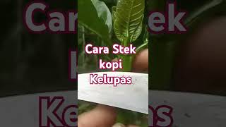 Stek kopi kelupas [upl. by Yud350]