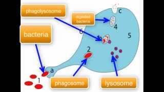 Immunology  Macrophage function part 34 [upl. by Schiff232]