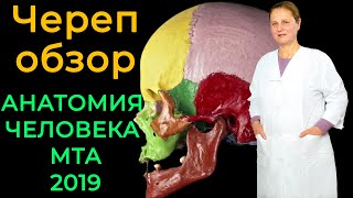 Череп обзор череп в целом💀  Анатомия человека 2019✅ [upl. by Yoshi]