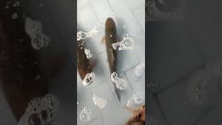 Live Fish  Fishes in Fish Market  Selavathi Fish  Bocha Fish  Fish Aquarium [upl. by Bisset]