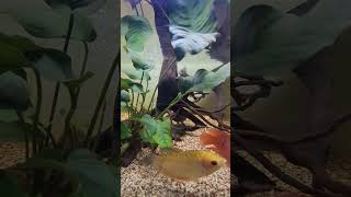 My Tank Mates Aquarium fishaquarium aquarium fish [upl. by Wojak]