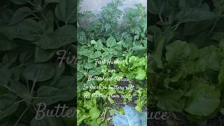 First Butterhead Lettuce Harvest Plant your seeds for your harvest [upl. by Anniken382]