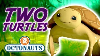 Octonauts  Two Turtles  Cartoons for Kids  Underwater Sea Education [upl. by Dnalyram]