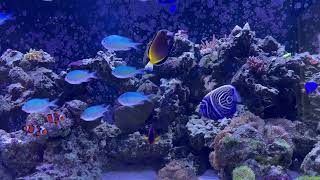 Power Brown Tang  Saltwater Fish  Quarantined Fish  Reef Aquarium  Customer Tank [upl. by Acinna]