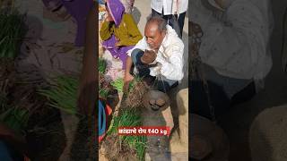 कांदे लावण्या पेक्षा कांद्याचे रोप फायद्याचे झालेagricultureonion 2024 [upl. by Amal]