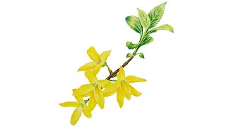 초보를 위한 보태니컬 아트  개나리 그리기  Drawing Forsythia Koreana  Botanical Art [upl. by Niltac]