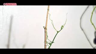 Biology  3Sec pulling movement in the tendrils of climbing plants [upl. by Annaiek164]