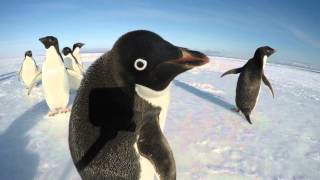 The Curiousity of a Penguin [upl. by Aneala]