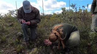 Gondwana Conservation Foundation GCF present their research on endangered Satyrium muticum [upl. by Yadnus111]