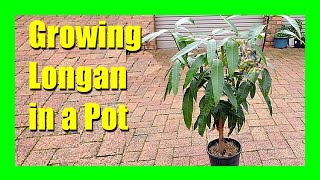 How to Grow Longan Tree in a Pot  Longan from Seed to Fruit [upl. by Yci]