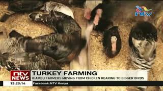 Kiambu farmers moving from chicken rearing to turkey farming [upl. by Acillegna]