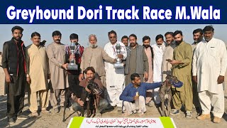 Final National Greyhound Derby 2024 Pakistan  Open Section amp CB Section  275m doglover dog [upl. by Airdnua]