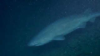 SlowCruising Bluntnose Sixgill Shark  Nautilus Live [upl. by Akihsan]