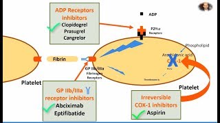 Antiplatelet Anticoagulant Thrombolytic Agents [upl. by Llerraj637]