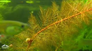 Myriophyllum Tuberculatum [upl. by Stark]