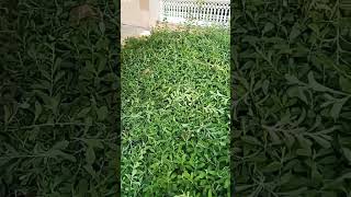 Atriplex halimus Hedge cutting on proper wayshortvideo youtubeshorts viralvideo shorts foryou [upl. by Ricoriki]