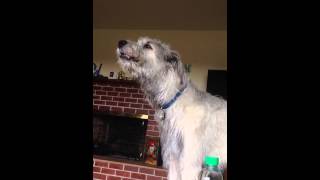 Irish wolfhound howling [upl. by Linea]