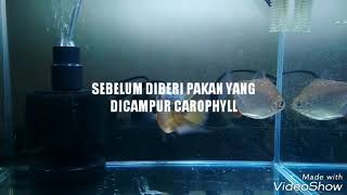 SEBELUM amp SESUDAH PEMBERIAN CAROPHYLL KE IKAN LOUHAN [upl. by Gatias]