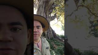 Moreton Bay Fig Part 13 nature australia [upl. by Ardekan508]