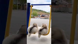 Most Funny Dog Video shorts [upl. by Parthinia647]