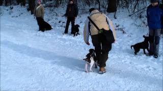 Bracco Italiano puppy 3 m old Crosby and Lída [upl. by Giselle]